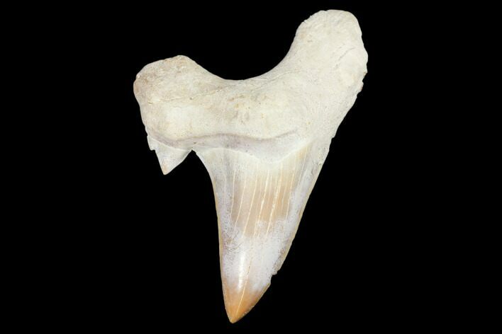 Fossil Shark Tooth (Otodus) - Morocco #103170